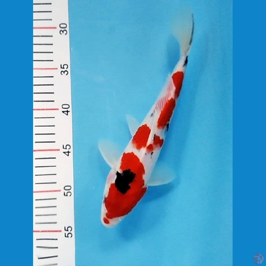 SANKE HQ 28 CM