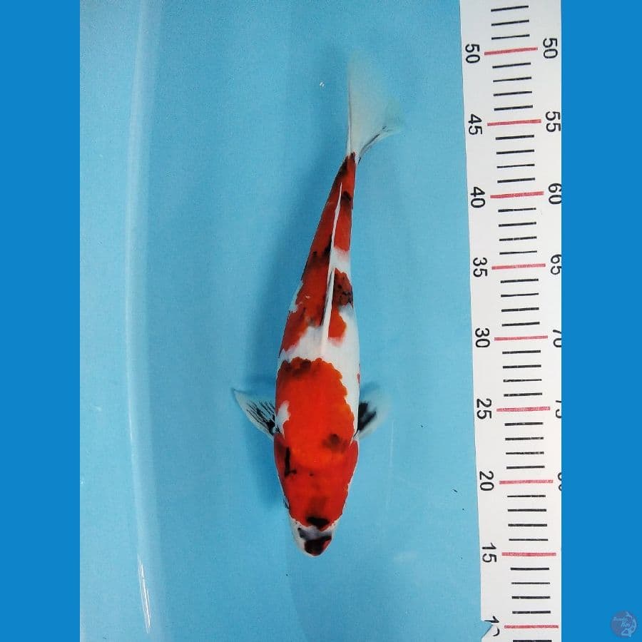 SHOWA HQ 34 CM