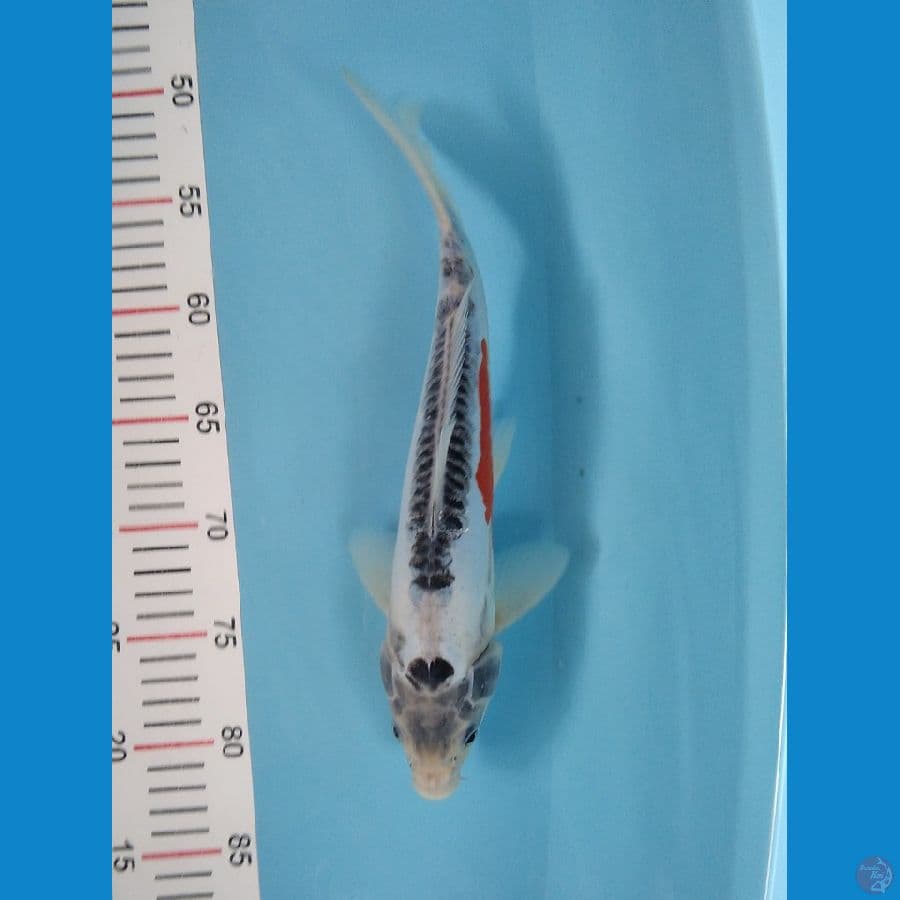 SHUSUI 33 CM