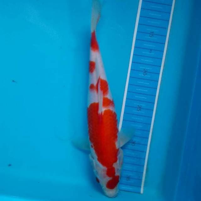 Kohaku