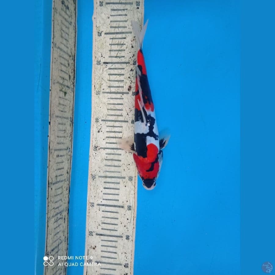 doitsu sowa 27cm