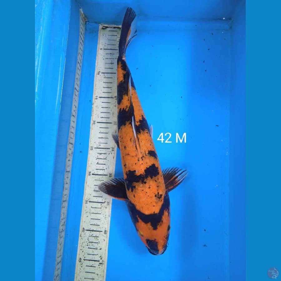utsuri 42cm M