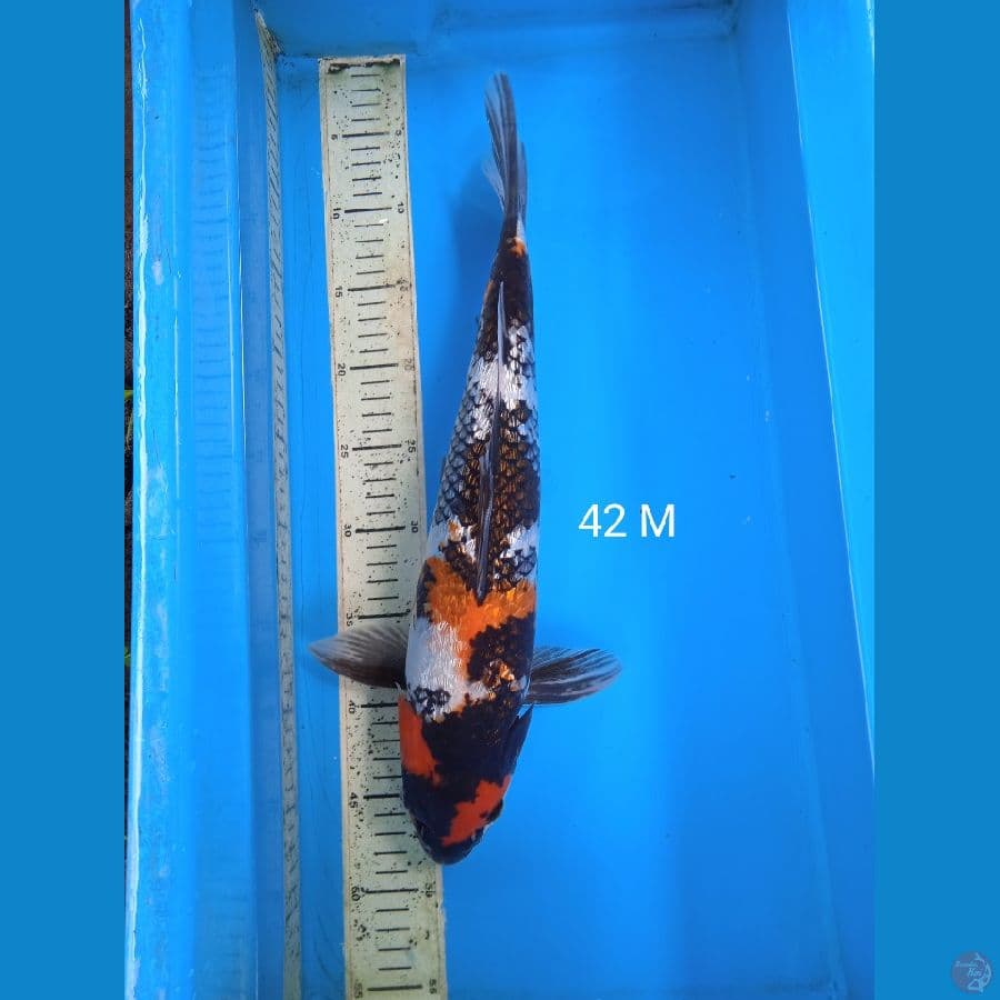 showa ginrin 42cm M