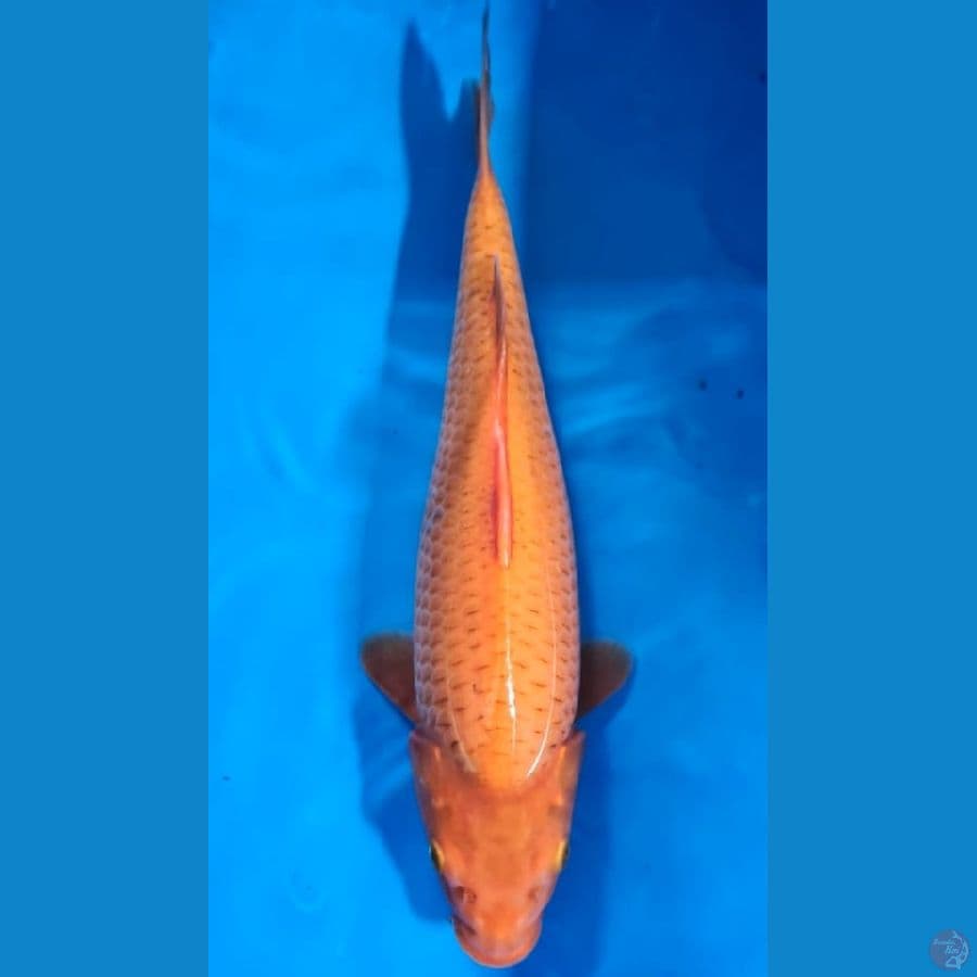 Corn SQ 34 cm