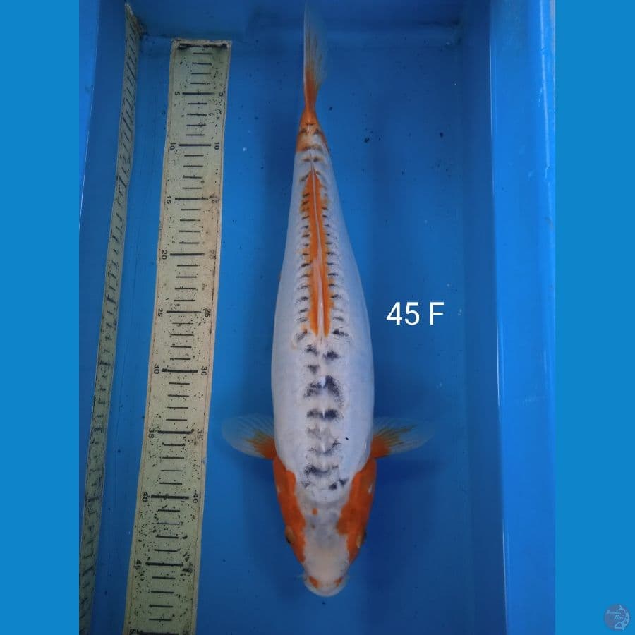 shusui 45cm F