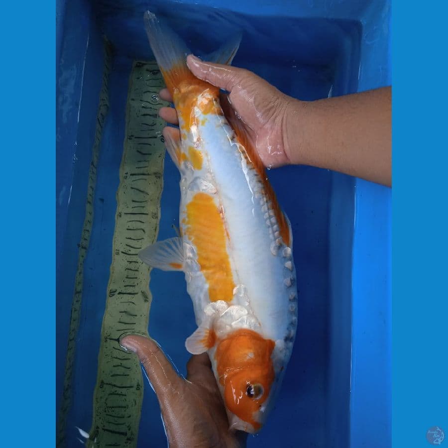 shusui 45cm F