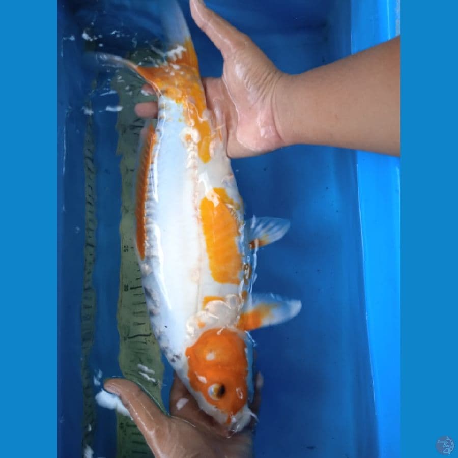 shusui 45cm F
