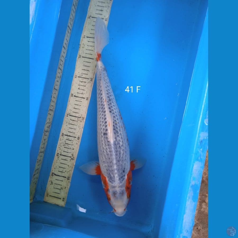 asagi 41cm F