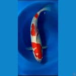 Kohaku Male 66cm 