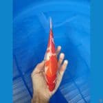 kohaku