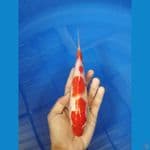 Kohaku