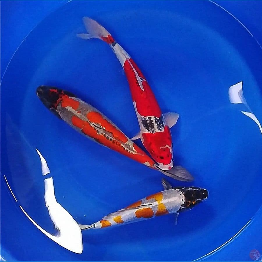 kiko 36-42-46cm