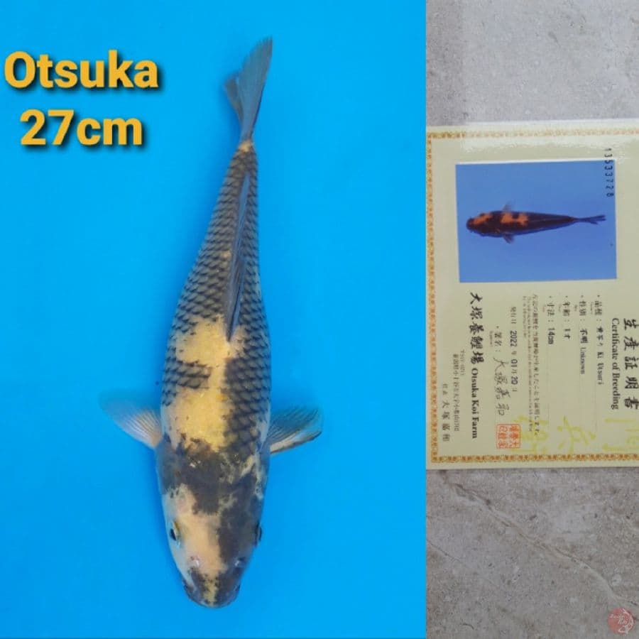OTSUKA KIUTSURI 27CM SERTI