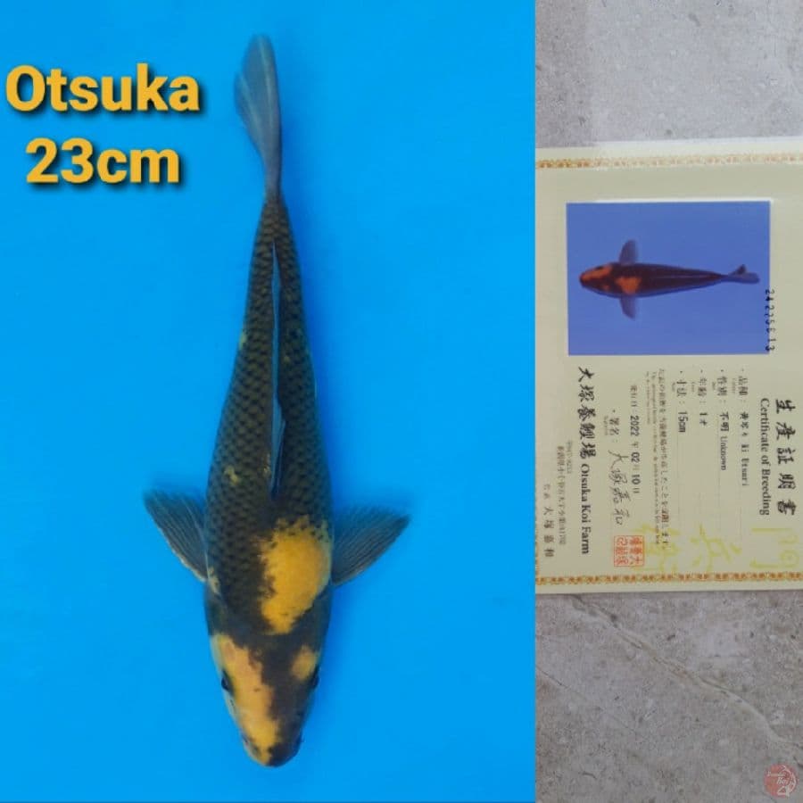 OTSUKA KIUTSURI 23CM SERTI