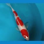 KOHAKU 3 STEP 27 CM