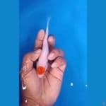tancho kohaku ori bahan 14 cm