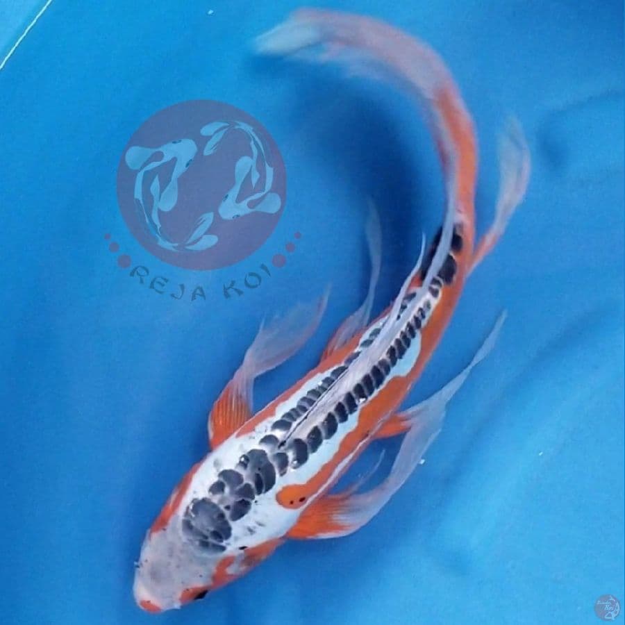 HANA SHUSUI 41 CM