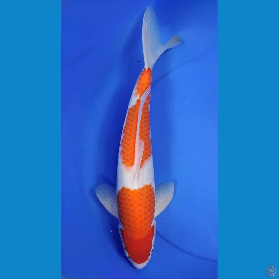 Kohaku
