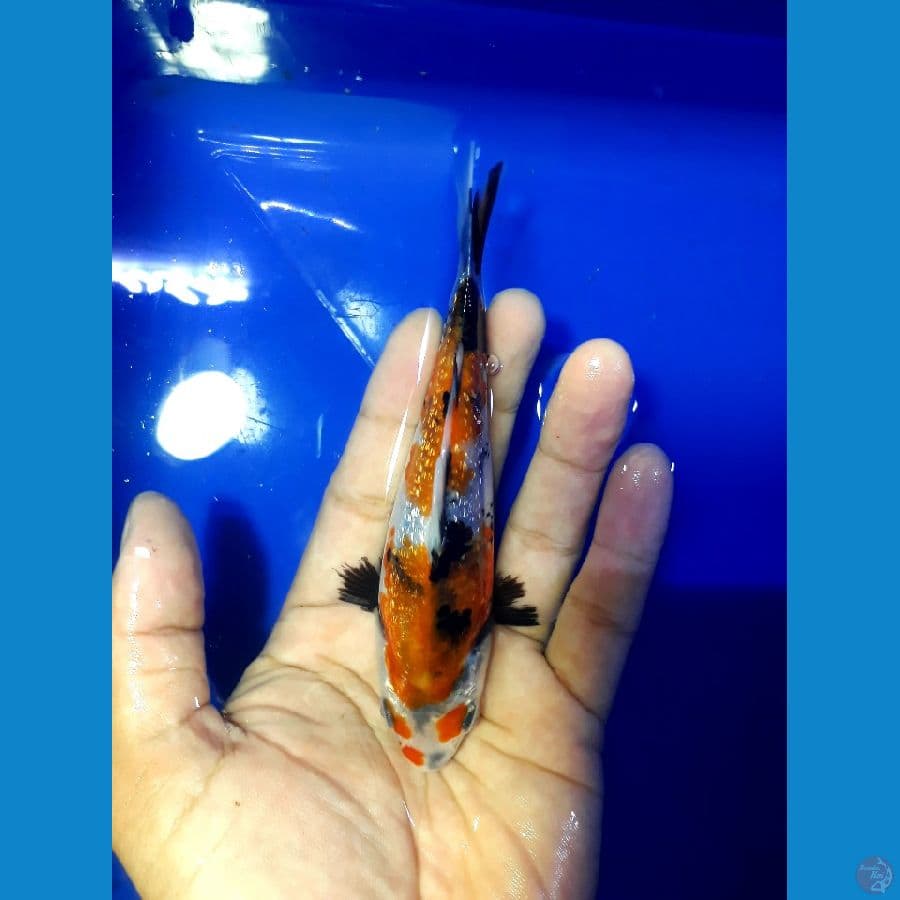Showa Ginrin padat 15cm