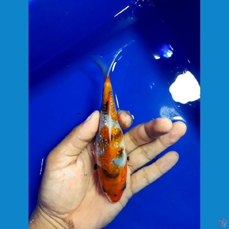 Showa Ginrin padat 15cm