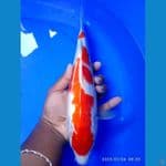 kohaku 34 cm