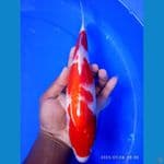 kohaku 31 cm