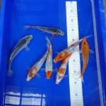 Mix koi