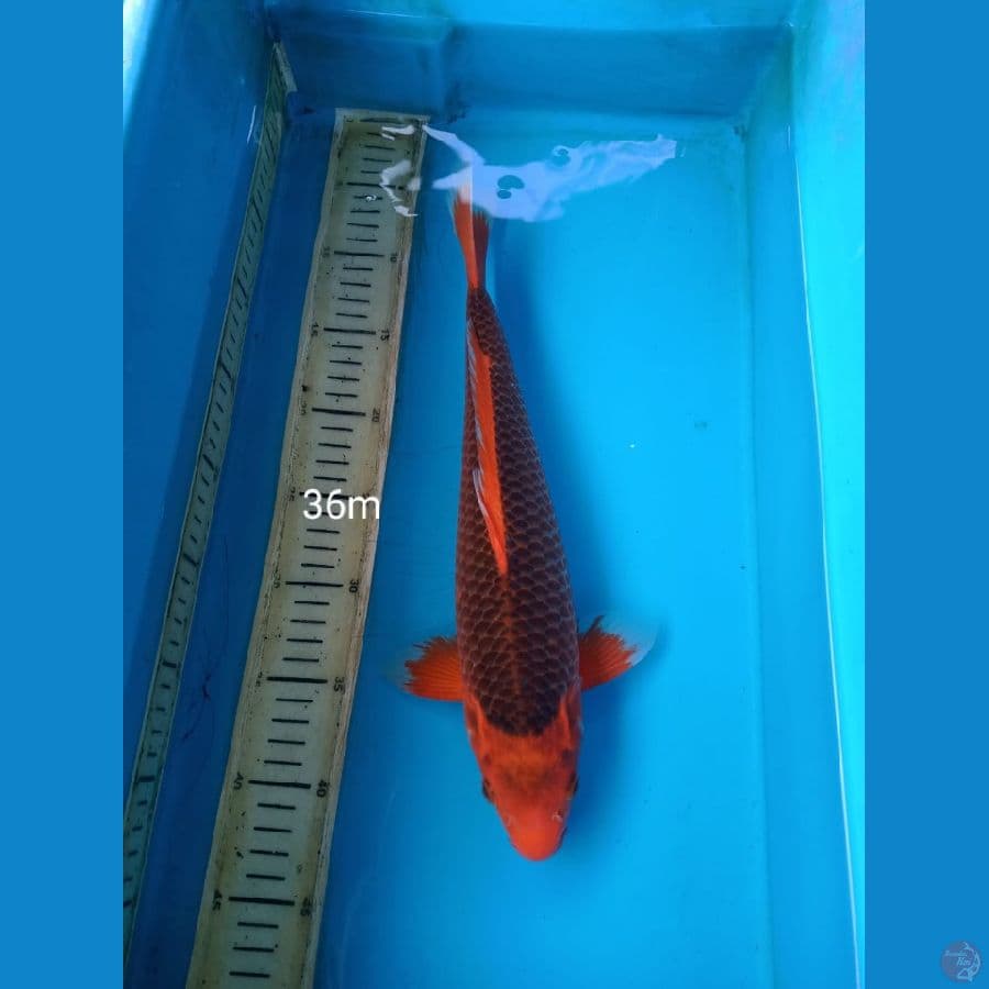 akamatshuba 36cm m