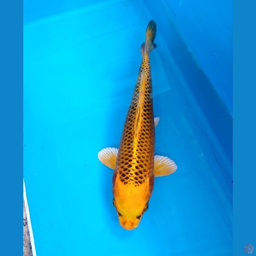 kin matsuba 23cm