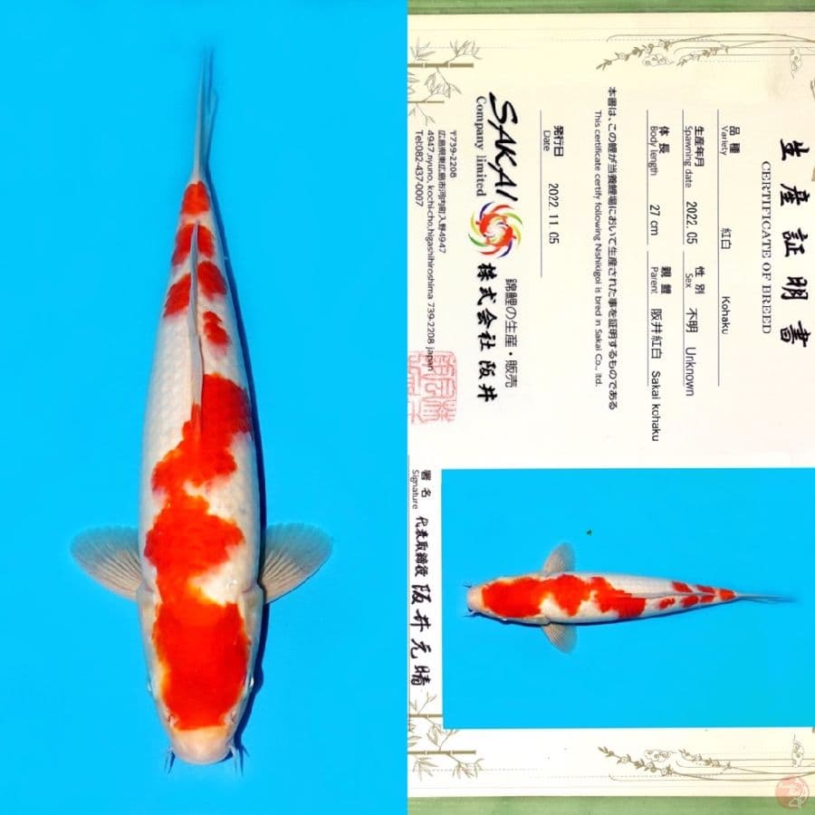 TOSAI KOHAKU SAKAI HQ 35CM
