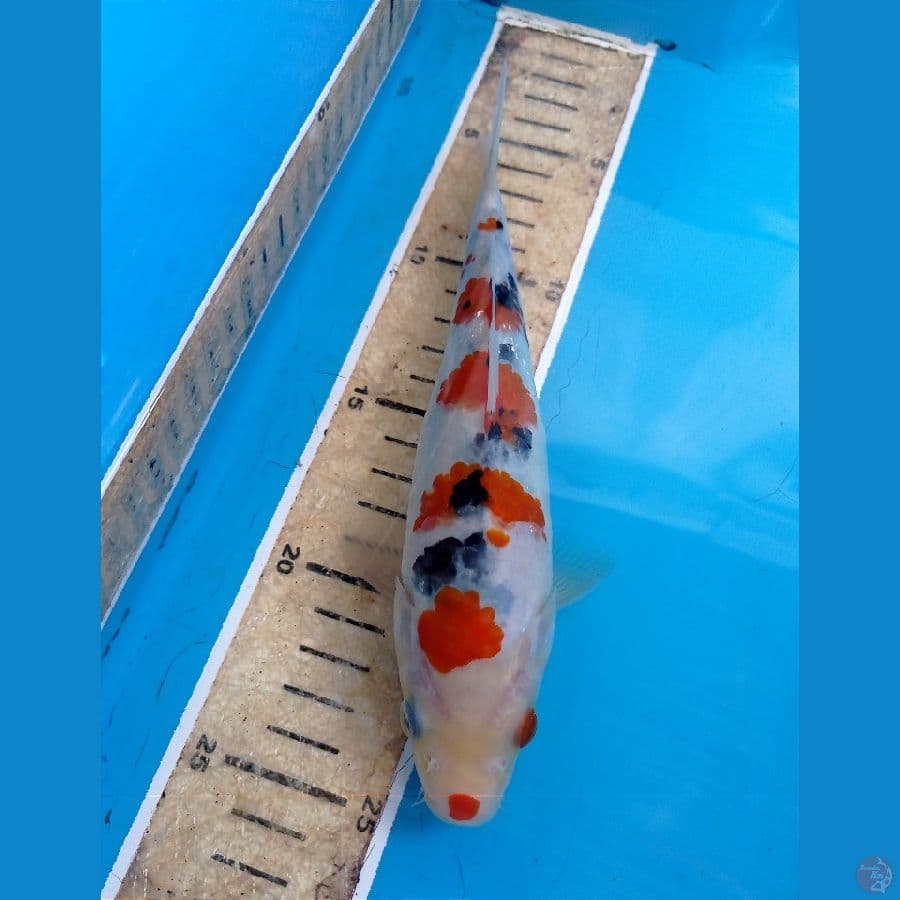 sanke 22 cm
