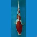 sanke doit 28cm