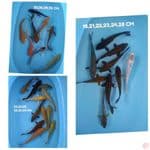 paket 28 ginrin non gonrin dan kumpay
