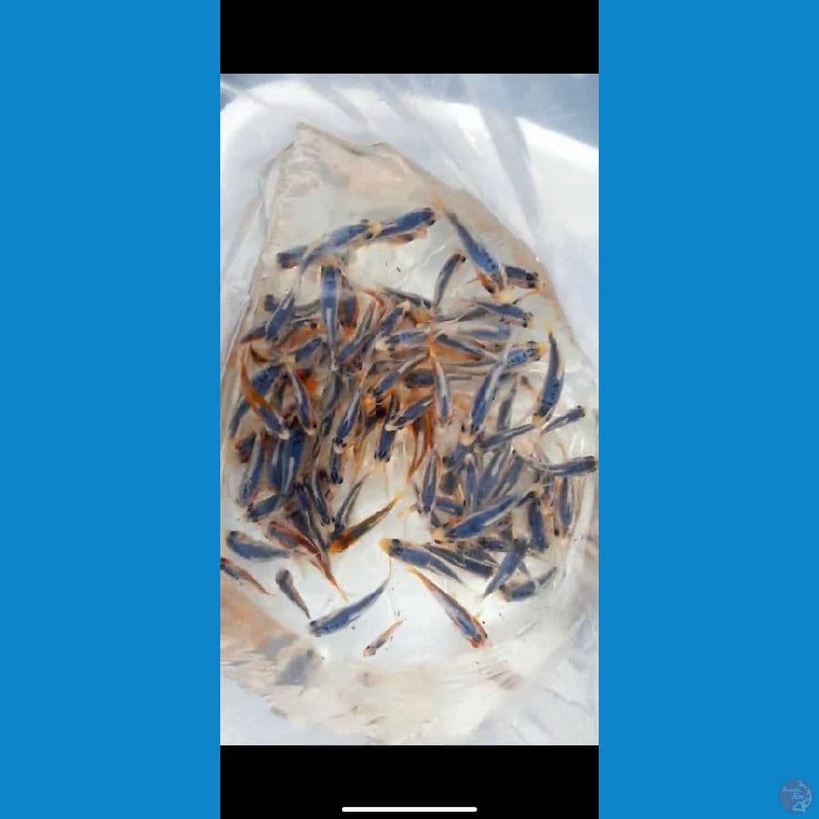 layak di besarkan 100ekor 7-10cm