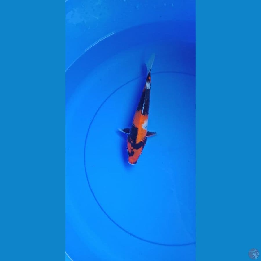 Showa 22 cm