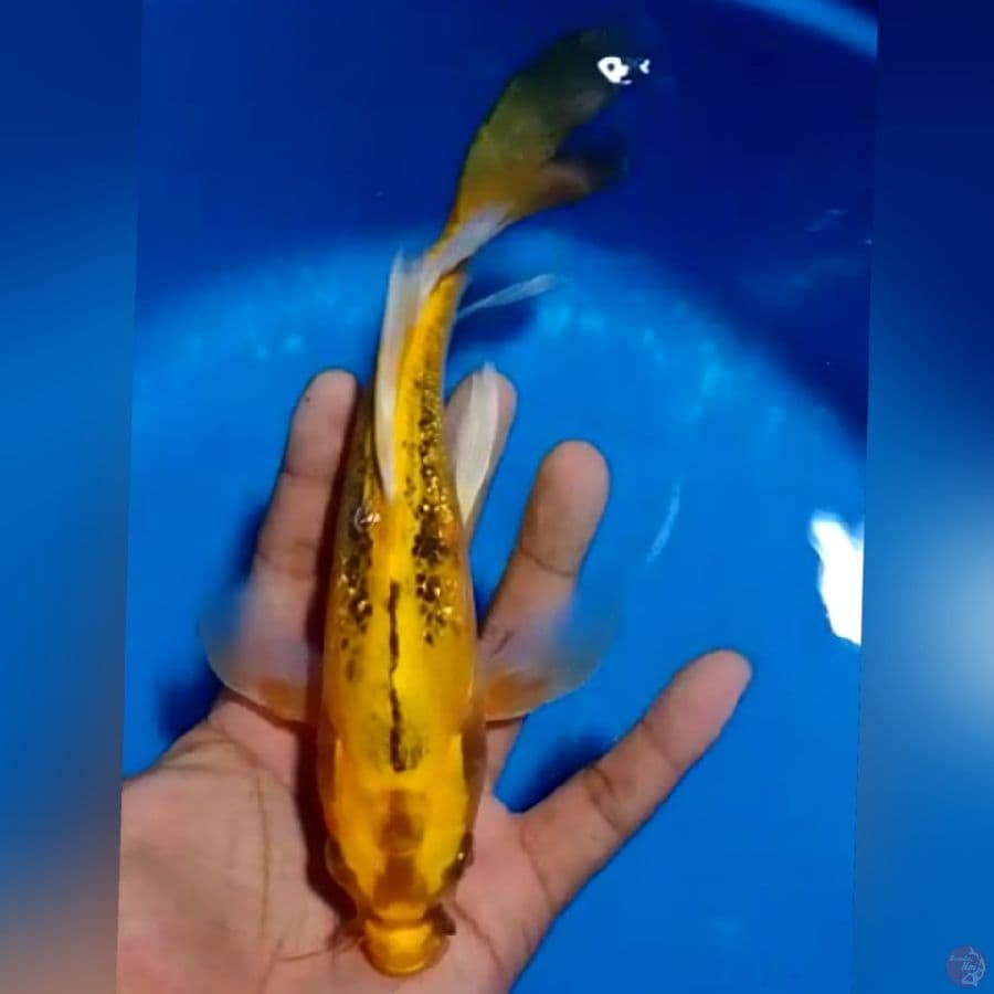 KUMPAY BANANA 21CM