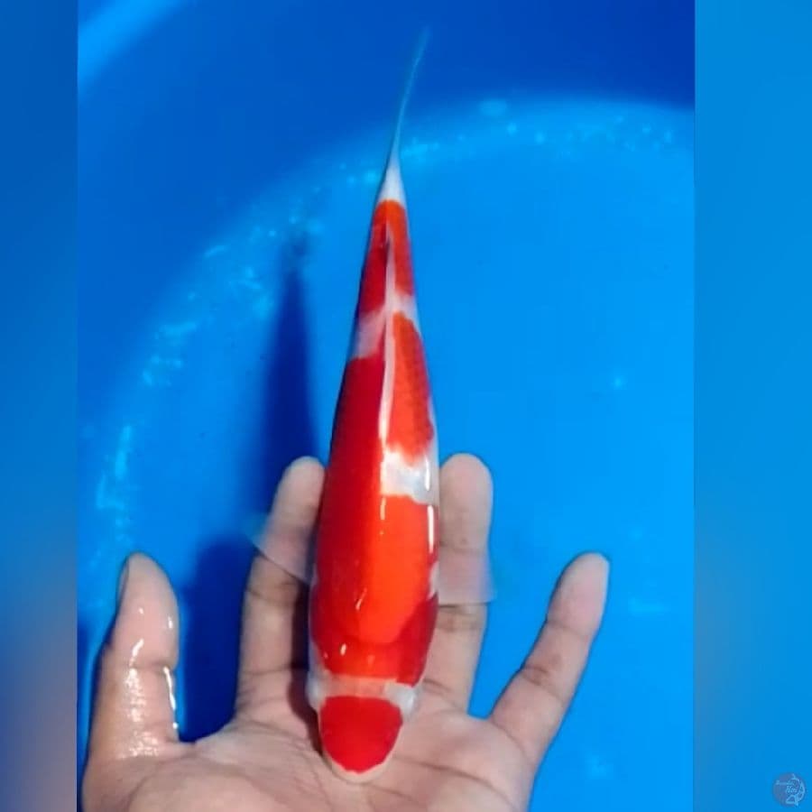 MARUTEN KOHAKU 23CM