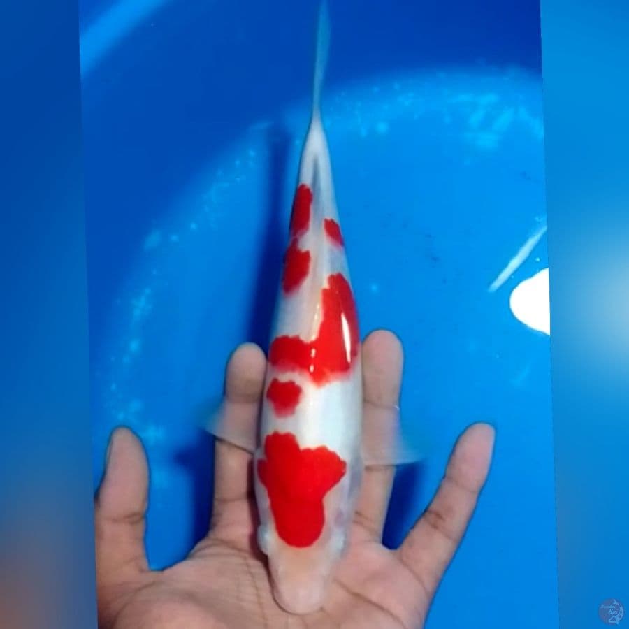 KOHAKU 21CM