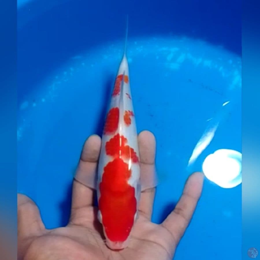 KOHAKU 22CM