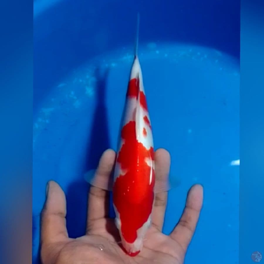 KOHAKU 21CM