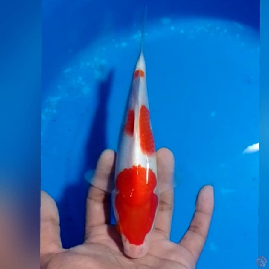 KOHAKU 21CM