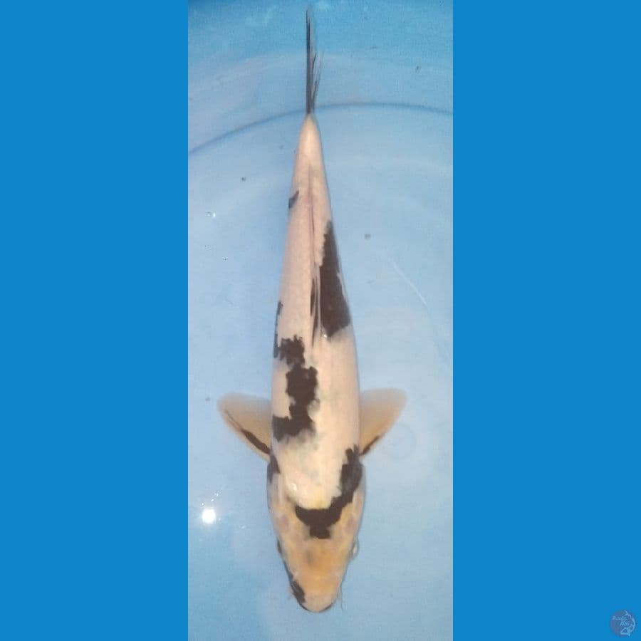Shiro 30cm Male