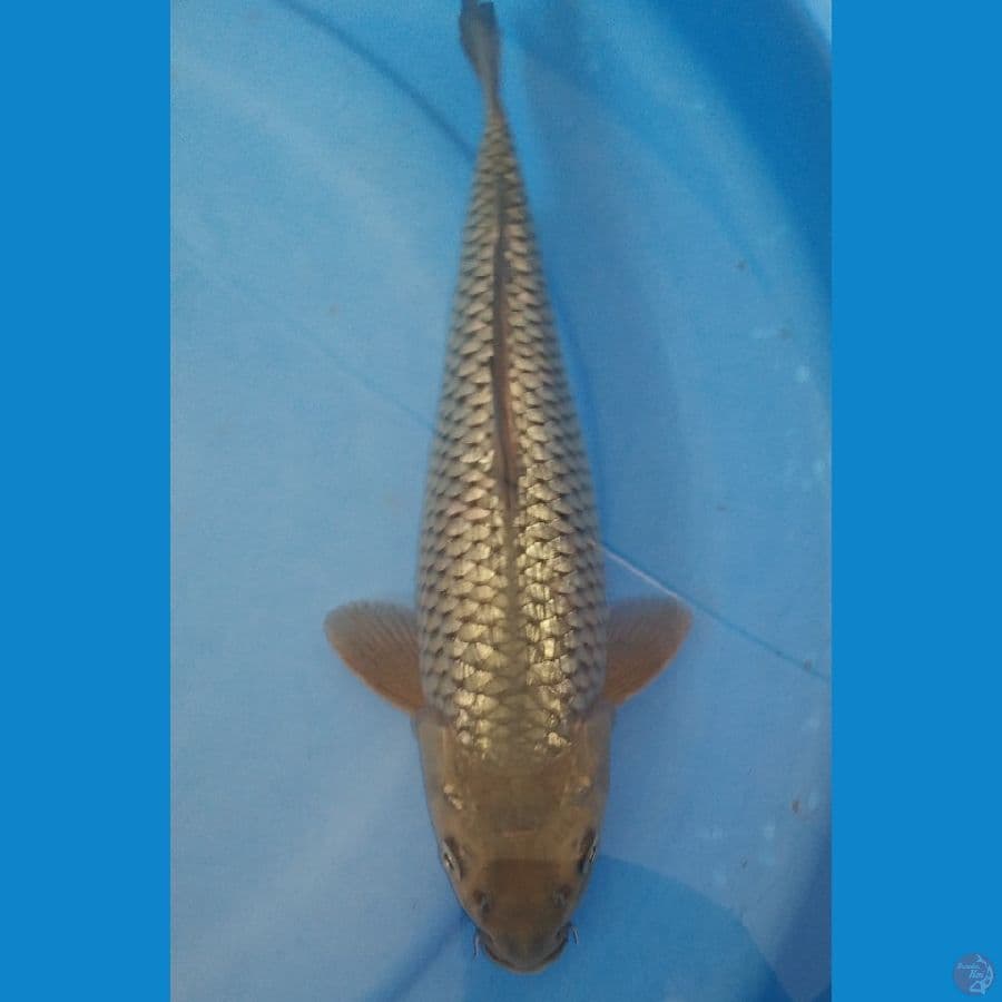 Ginrin C 30cm