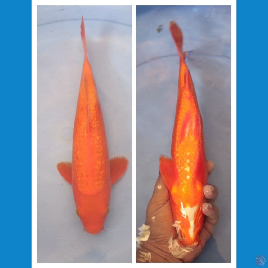 Benigoi Ginrin 30cm male