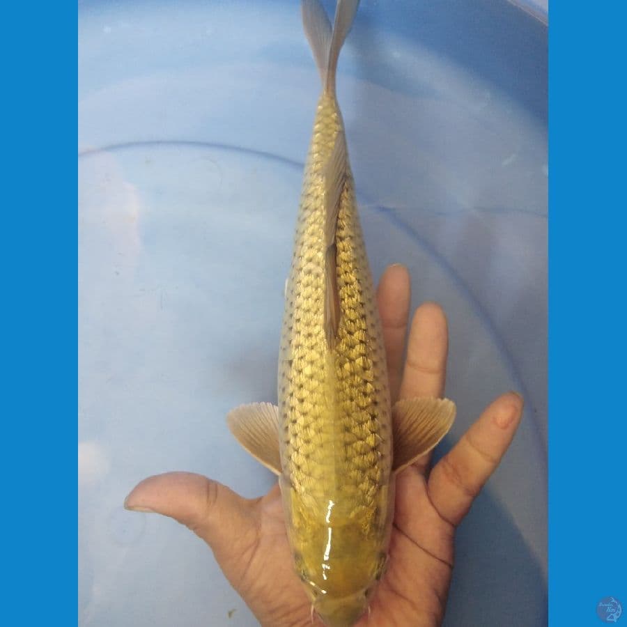 Soragoi Ginrin 28cm Jantan