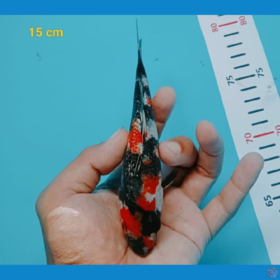 15 cm