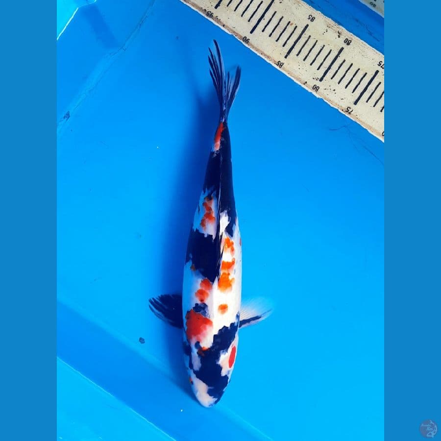 Kindai showa 40cm female
