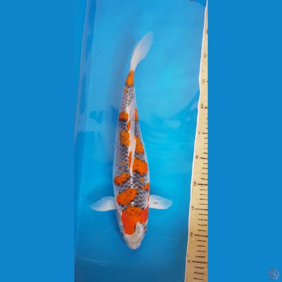 GHOSIKI SAKURA 39cm