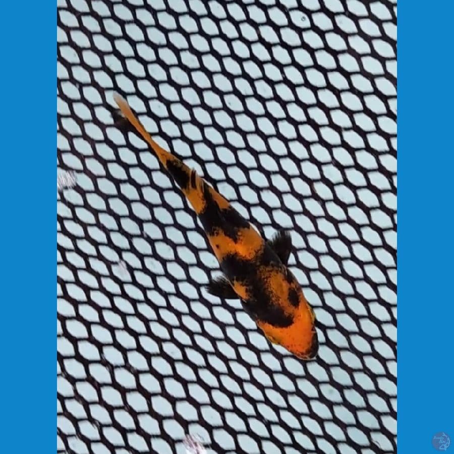 SQ MINION HIUTSURI 7 CM