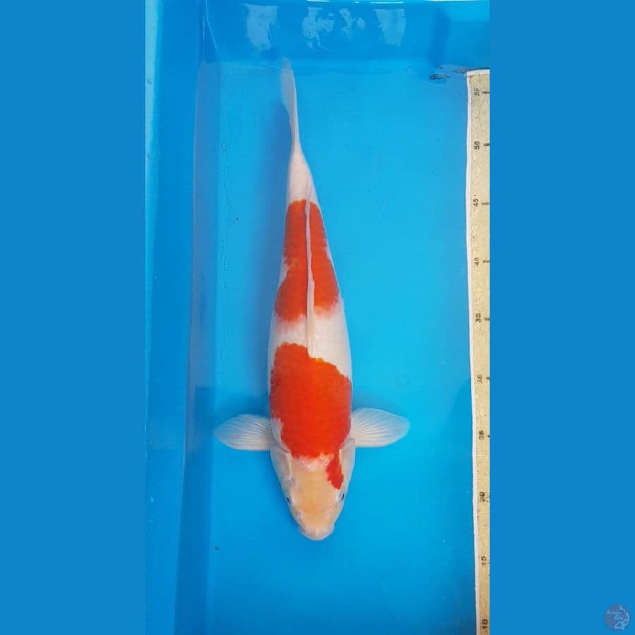 KOHAKU 38cm